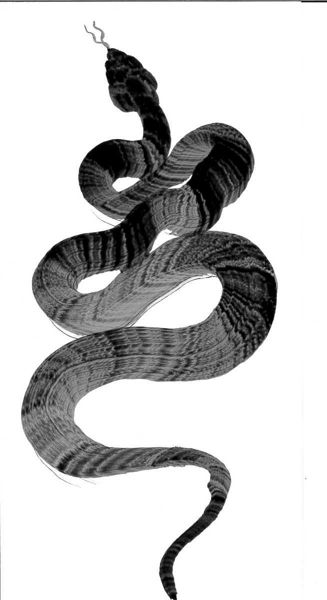 惠水作「2025年度書初め・一筆蛇」 – KEISUI ART STUDIO