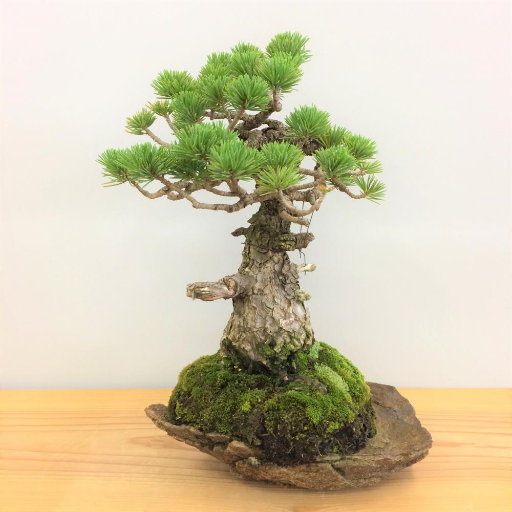 盆栽 五葉松/盆栽、多肉植物、塊根植物、観葉植物通販/KIDORI -キドリ-