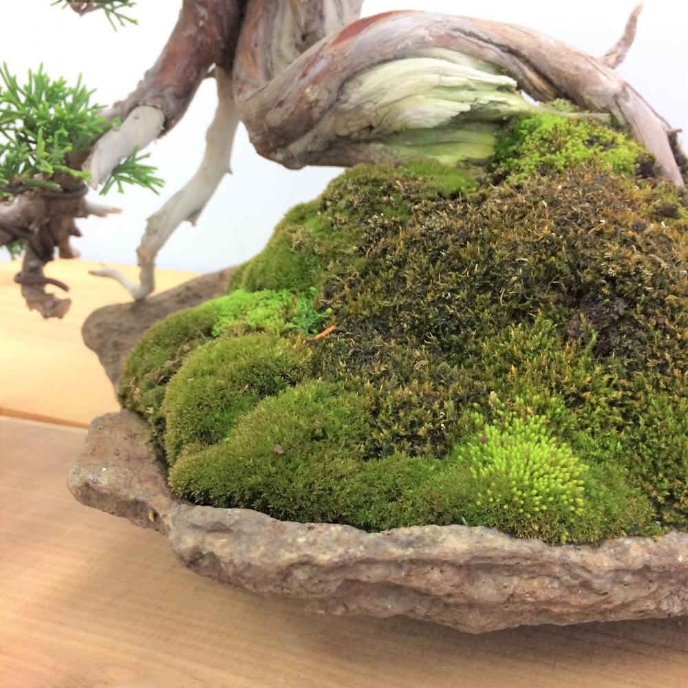 盆栽 真柏/盆栽、多肉植物、塊根植物、観葉植物通販/KIDORI -キドリ-