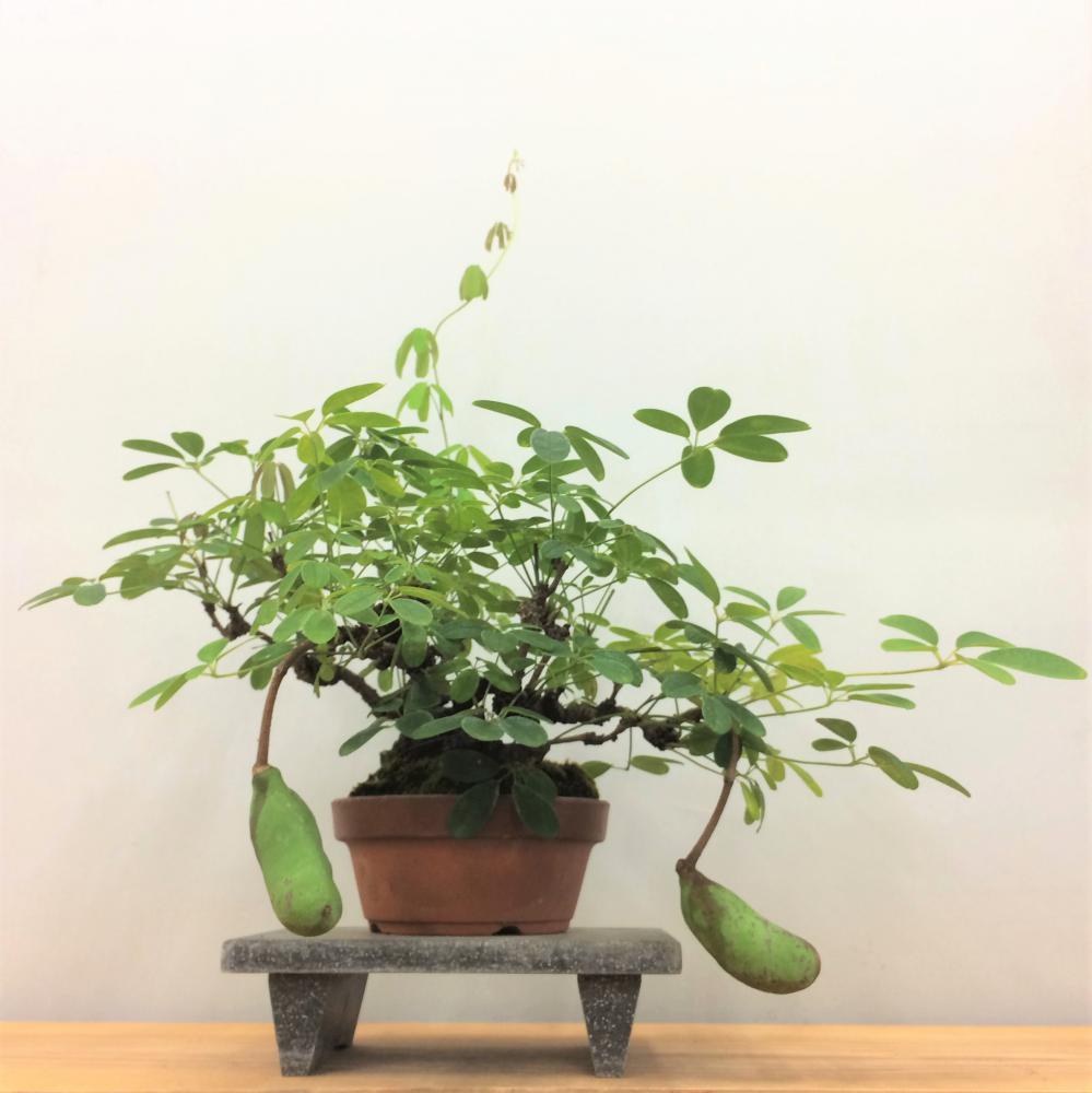 盆栽 五葉アケビ/盆栽、多肉植物、塊根植物、観葉植物通販/KIDORI -キドリ-