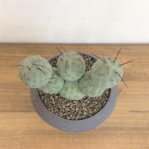 B219多頭小型 緑色 球状サボテンテフロカクタス ゲオメトリクス（13頭