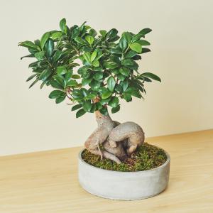 ガジュマルL/盆栽、多肉植物、塊根植物、観葉植物通販/KIDORI -キドリ-