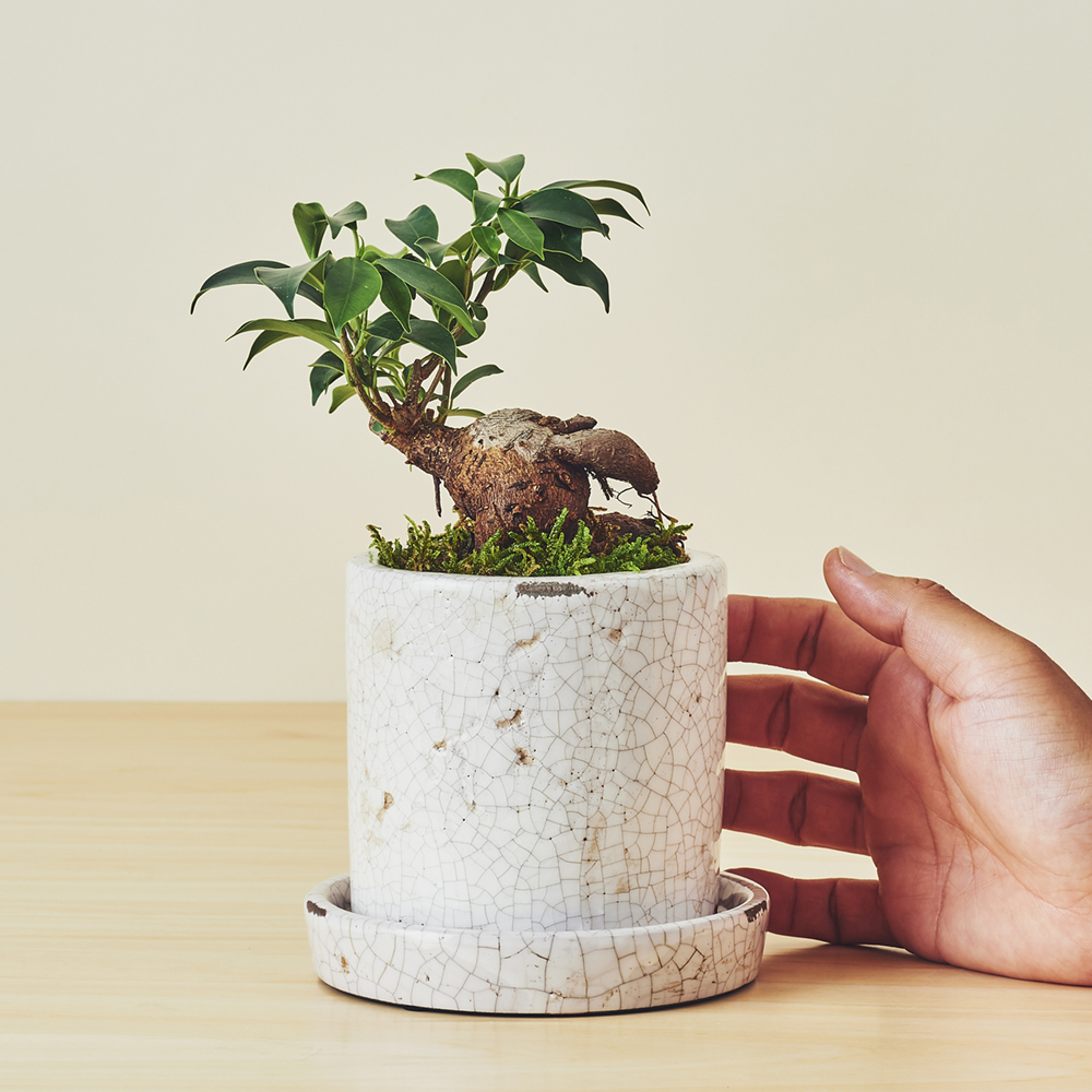 ガジュマルS/盆栽、多肉植物、塊根植物、観葉植物通販/KIDORI -キドリ-