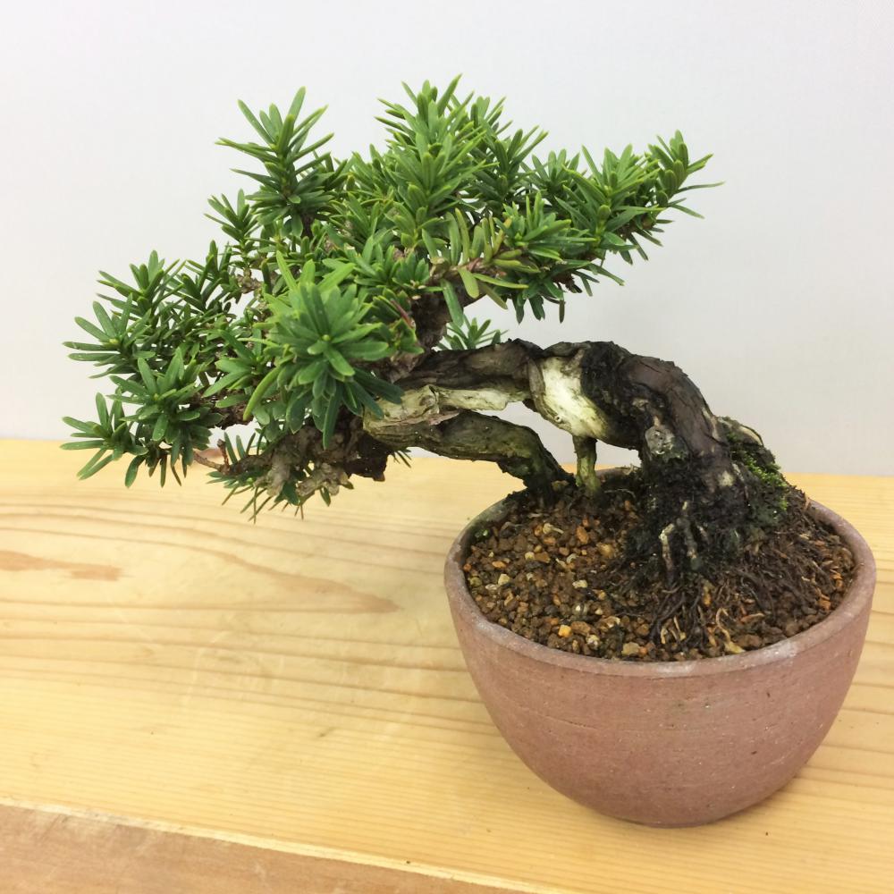 盆栽 一位 -イチイ-/盆栽、多肉植物、塊根植物、観葉植物通販/KIDORI