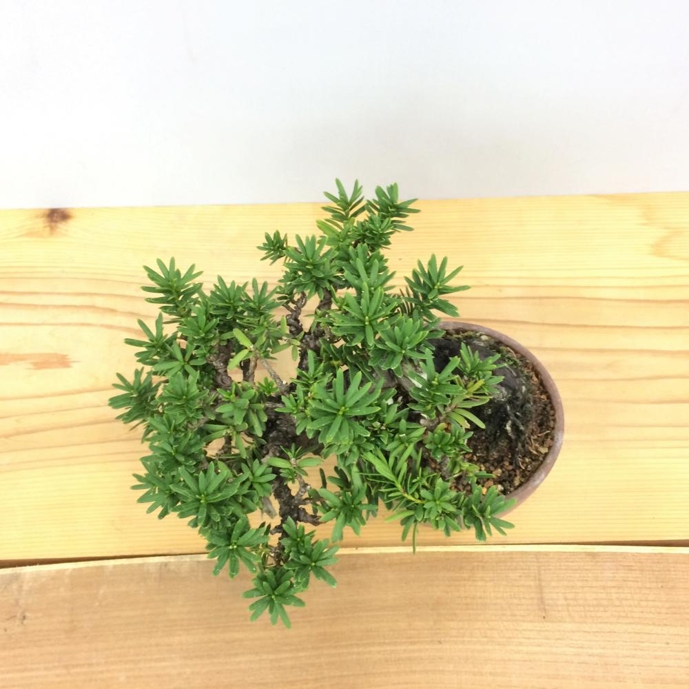 盆栽 一位 -イチイ-/盆栽、多肉植物、塊根植物、観葉植物通販/KIDORI