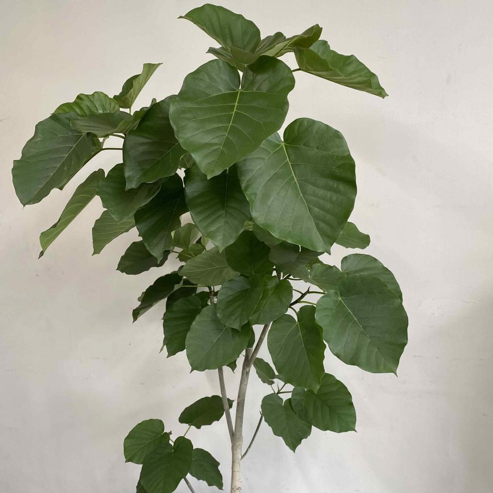 ウンベラータ10号【東京・神奈川限定配送商品】/盆栽、多肉植物、塊根