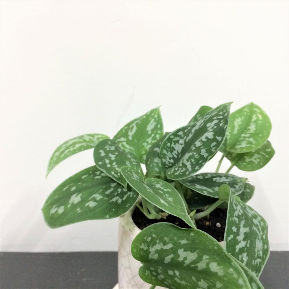 スキンダプサス・ピクタス/盆栽、多肉植物、塊根植物、観葉植物通販