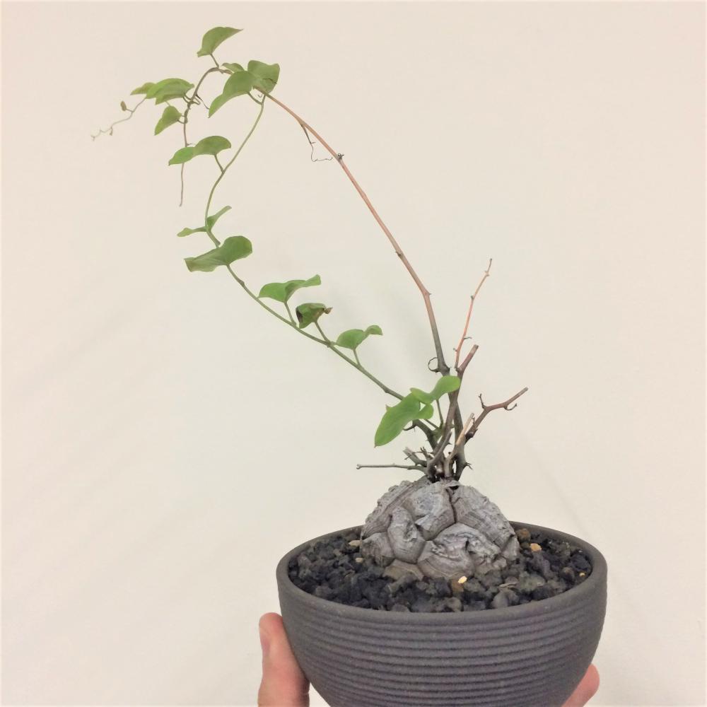 亀甲竜 -ディオスコレア-/盆栽、多肉植物、塊根植物、観葉植物通販