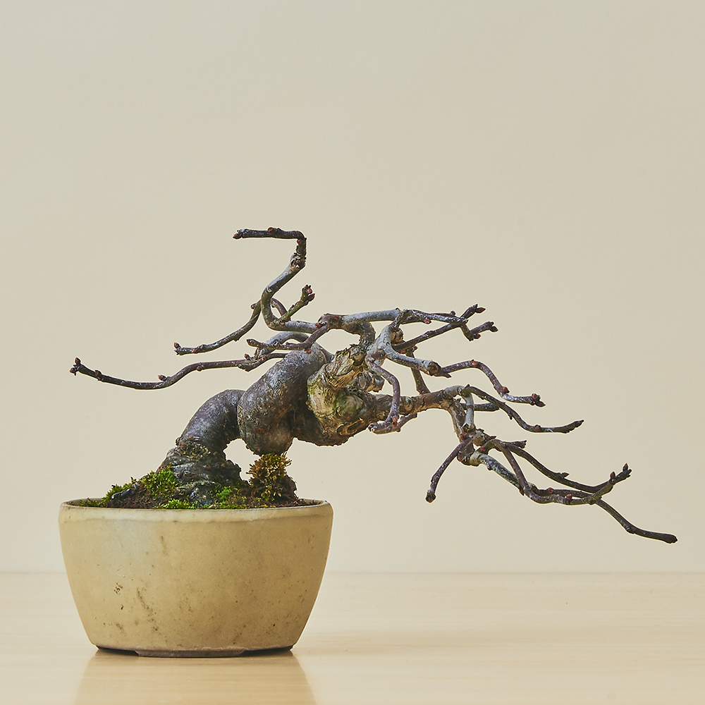 緋梅（ヒバイ） / 盆栽、多肉植物、塊根植物、観葉植物通販/KIDORI