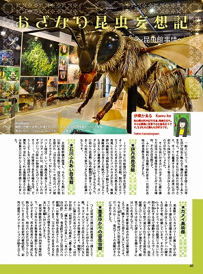 ビークワ59号（BE・KUWA） 薩摩のクワガタムシ大特集!!