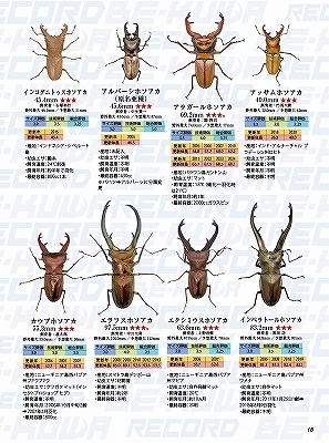 ビークワ94号（BE・KUWA） クワガタ飼育レコード大特集!!
