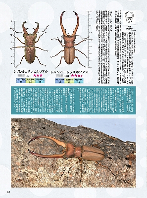 ビークワ97号（BE・KUWA） 2025年クワガタ飼育レコードコンテスト!!