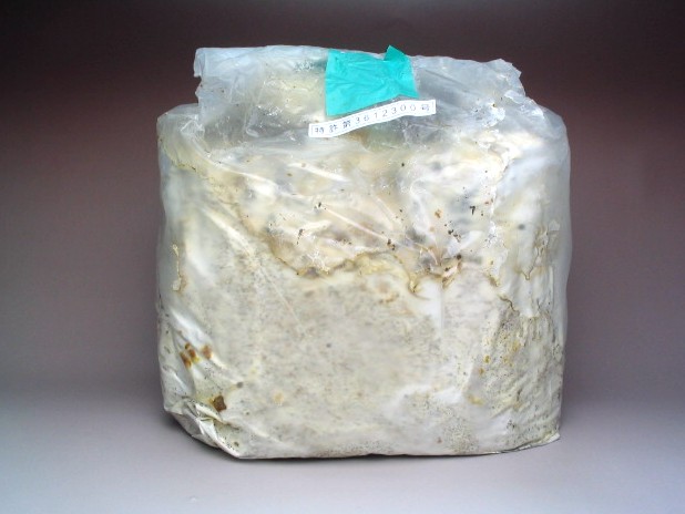 タランドゥスやレギウスの産卵に【人工霊芝材】販売（マンネンタケ植菌材）