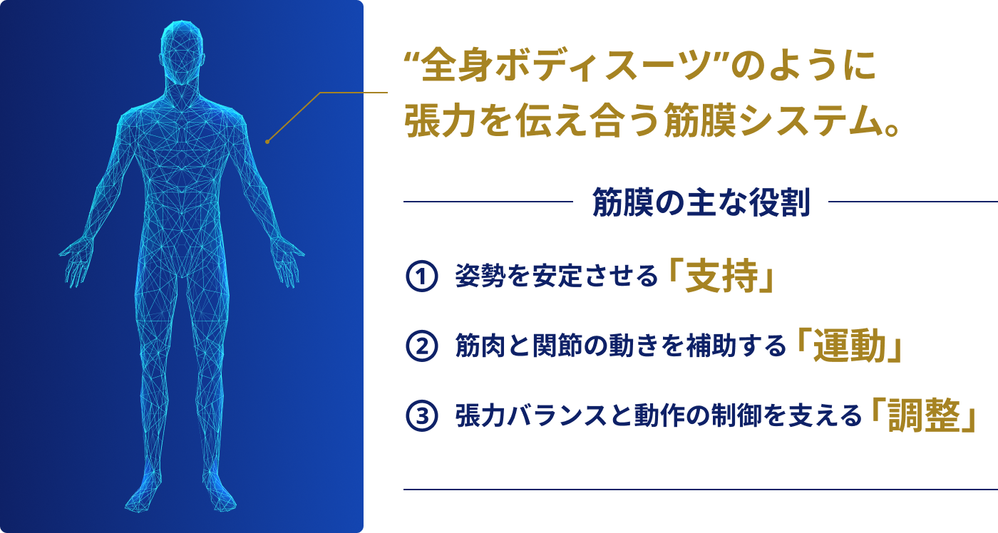 筋膜とは｜理学療法士による筋膜整体 Next整体KINMAQ