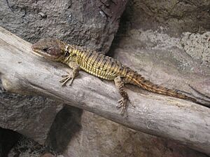 Girdled lizard Facts for Kids
