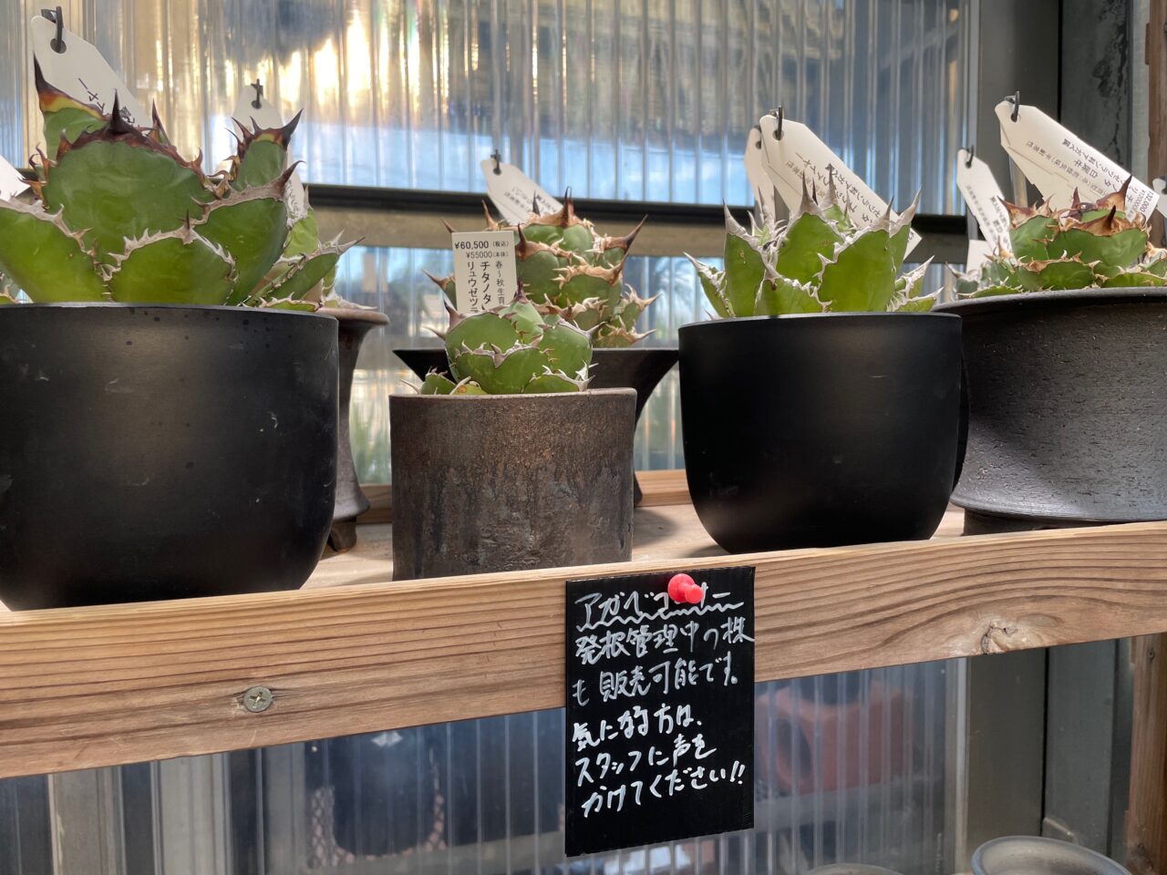 霧島市】今回限り「アガベ」が表示価格より50％OFF！「多肉植物工房 花