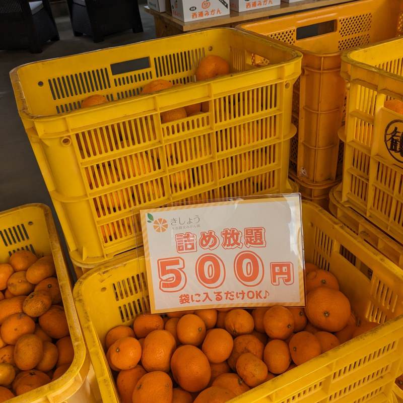特別企画】詰め放題500円♪ | 木負観光みかん園｜みかん狩り・店頭直売