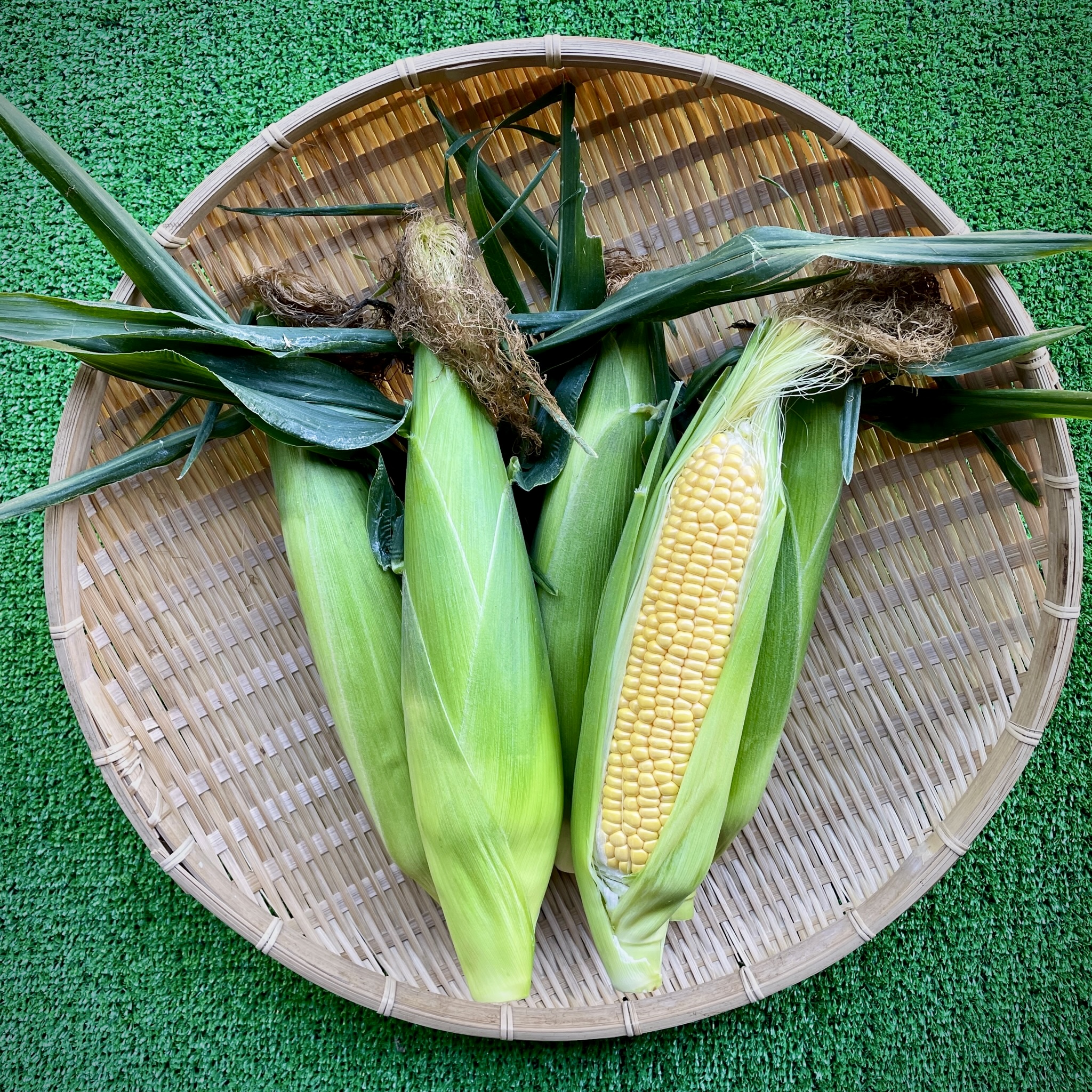 開田高原産とうもろこし』本格販売スタート！｜【公式】木曽にある道の