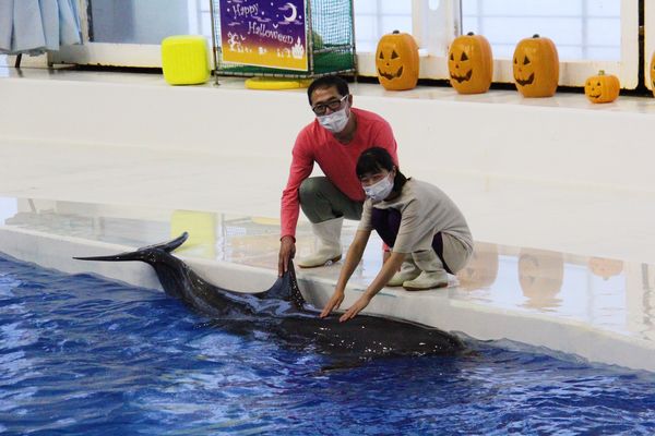 イルカと触れ合って 茨城県大洗水族館 特別チケット販売 | きたかんナビ