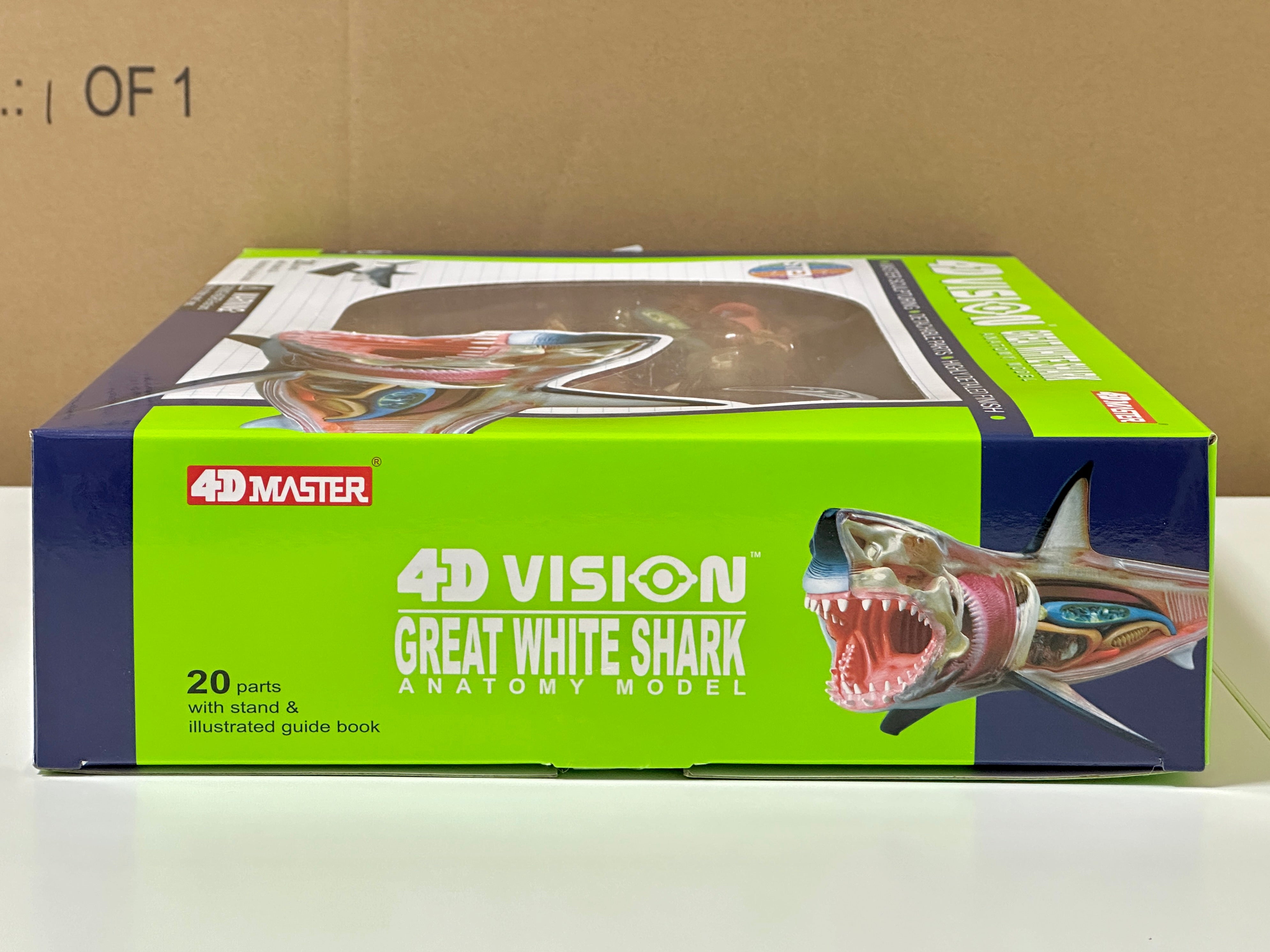 4D Master 622028 Great White Shark ホホジロザメ 解剖モデル