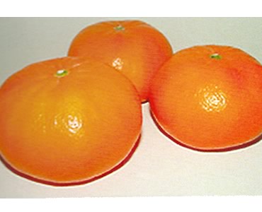 麗紅（れいこう） | 果樹苗木専門 販売・卸「小西農園」