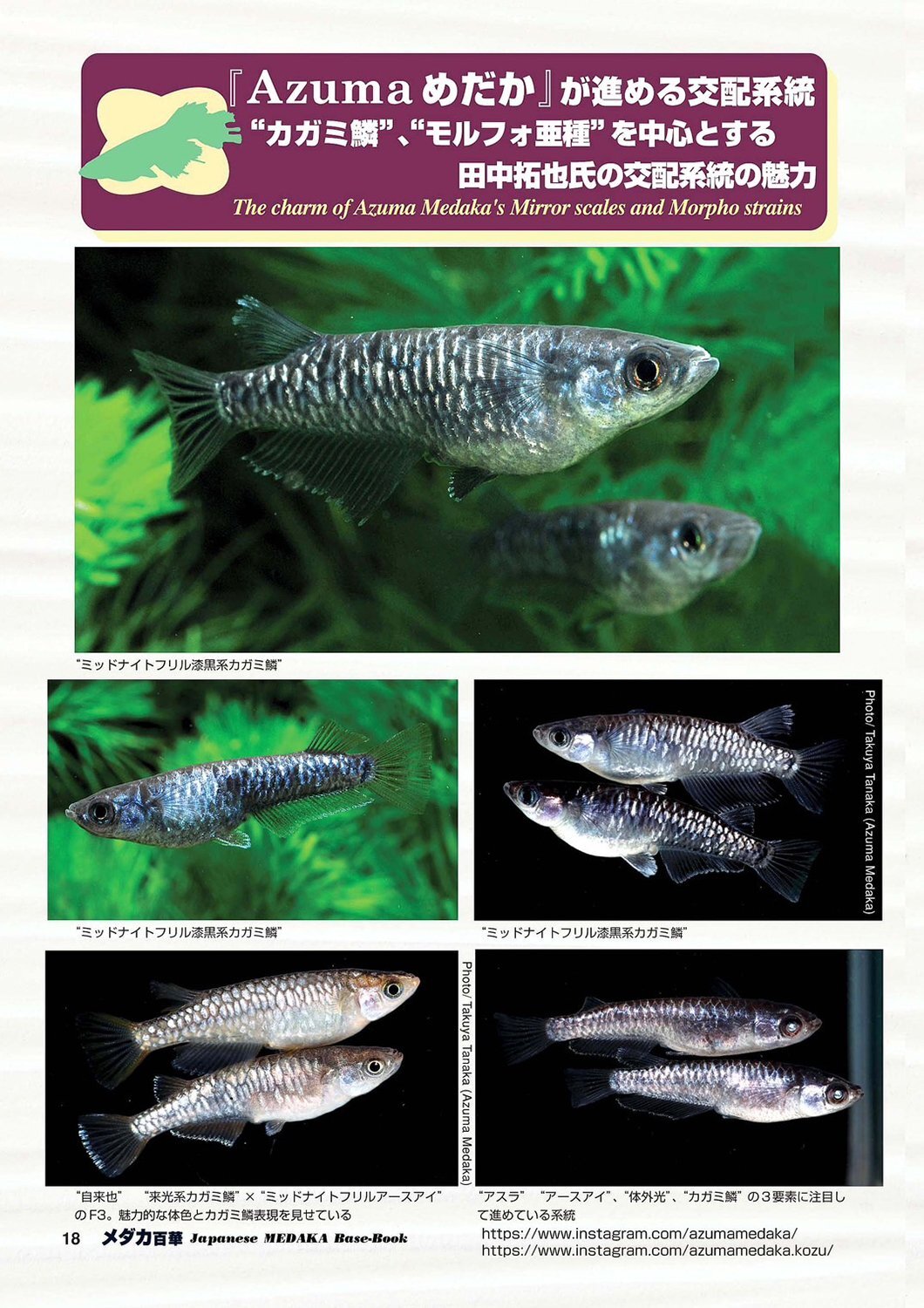 メダカ百華 Vol.20 - 桜めだか