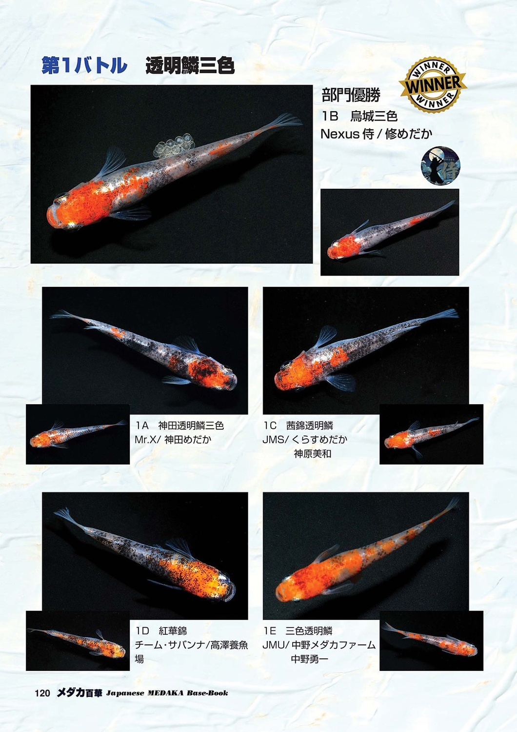 メダカ百華 Vol.20 - 桜めだか