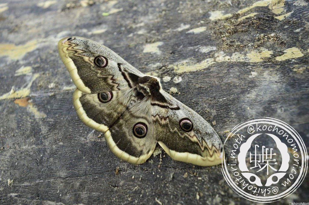 オオクジャクヤママユ - 胡蝶の杜