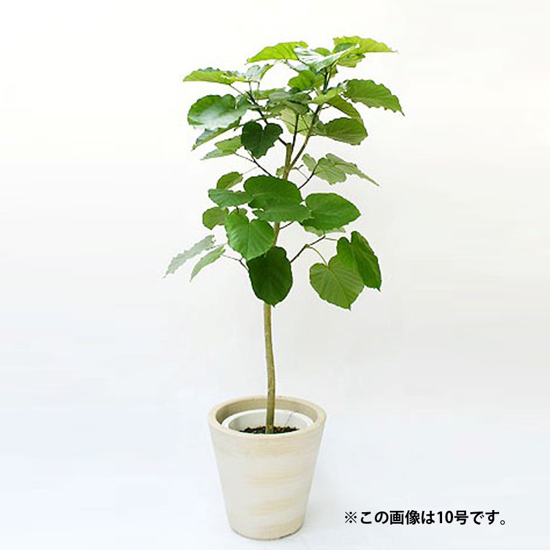 ウンベラータ8号※地域限定配送※ | 【胡蝶蘭ビズ】フラワーギフト・胡蝶