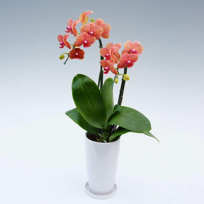 ThanksPot サーフソング2本立 | 【胡蝶蘭ビズ】フラワーギフト・胡蝶蘭