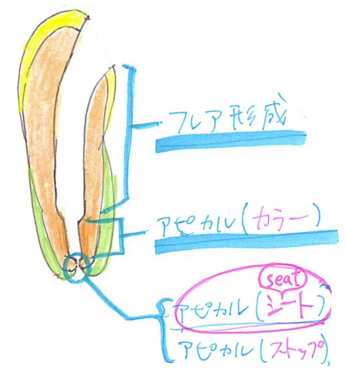 歯内療法 - Denticola