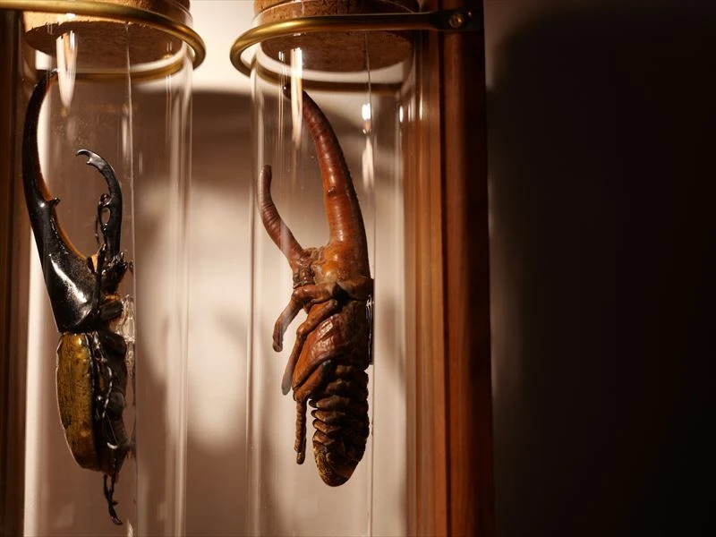 ヘラクレスオオカブト標本の美を永遠に。