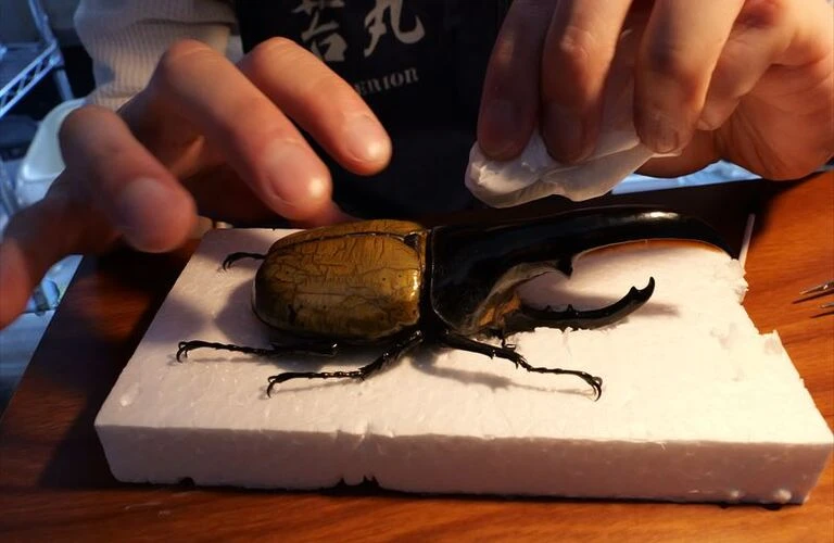 世界最大級のヘラクレスオオカブト標本を体感せよ
