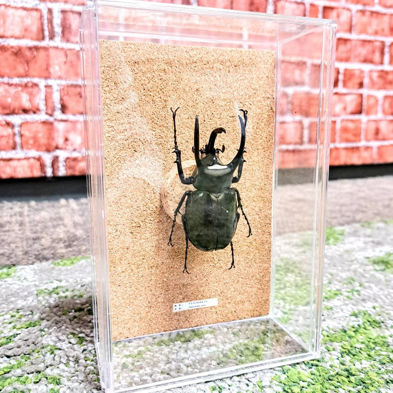 趣味を楽しみながら、個性豊かな昆虫標本箱を手に入れよう