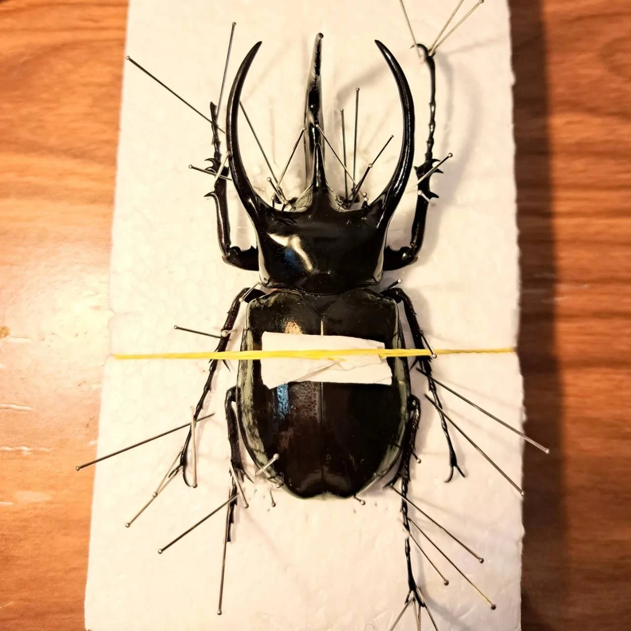 コーカサスオオカブトの標本づくりにチャレンジしよう！苔丸インテリア