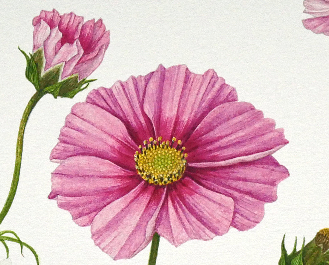 安藤牧子「コスモス（Botanical Art）」版画・10号大 絵画買取・販売の