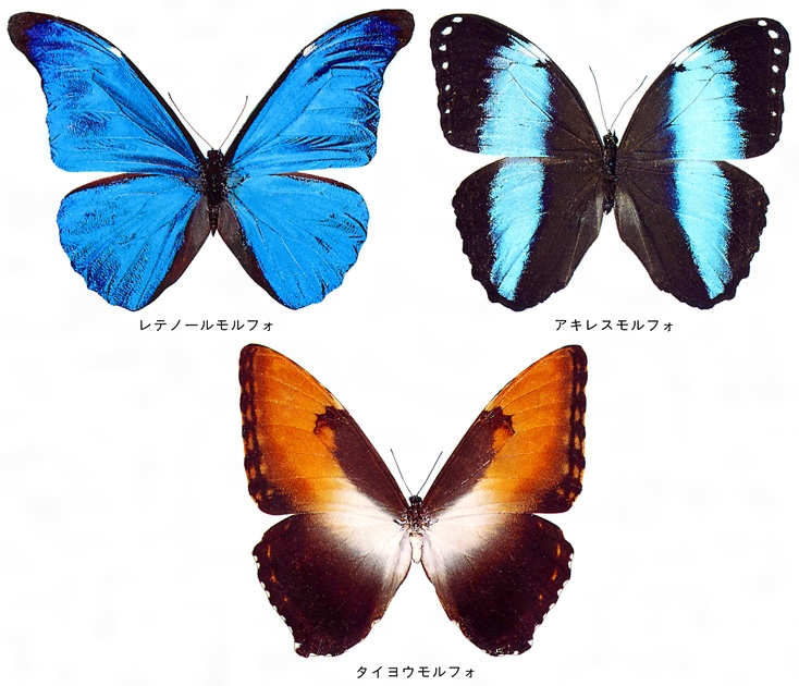 タイヨウモルフォ(たいようもるふぉ)とは？ 意味や使い方 - コトバンク