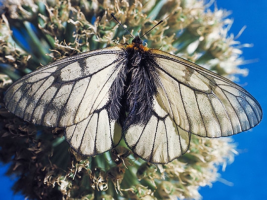 ウスバアゲハ(うすばあげは)とは？ 意味や使い方 - コトバンク