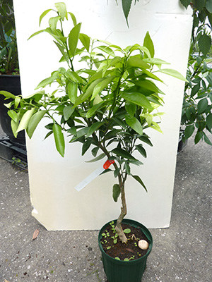 麗紅レイコウ【3年生苗】（接ぎ木・ポット入り）