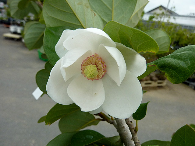 大山レンゲ 大山蓮華 (鉢入り)