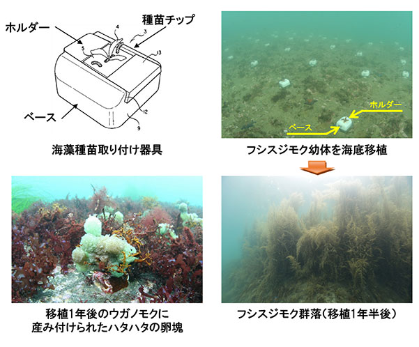 北海道知事賞:幼体移植式藻場造成法（特許第4929267号）