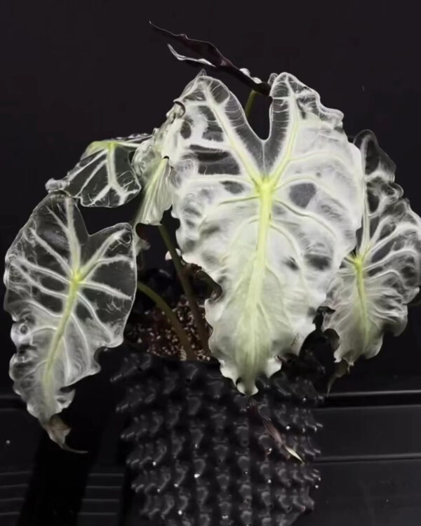 アロカシア ヴェノム Alocasia 'Venom' 管理番号s220 アロカシア