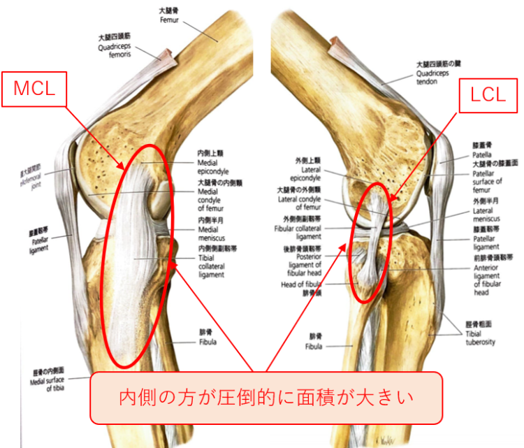 膝関節の安定に関わる靱帯の一覧とそれぞれの機能について | 理学療法