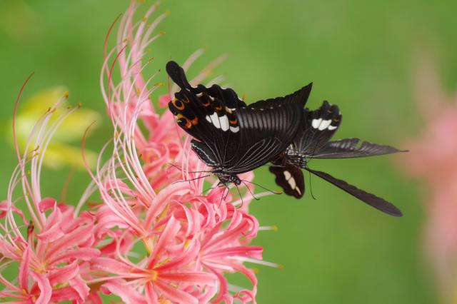 吉野公園の彼岸花． | みんなの投稿 | KTS鹿児島テレビ