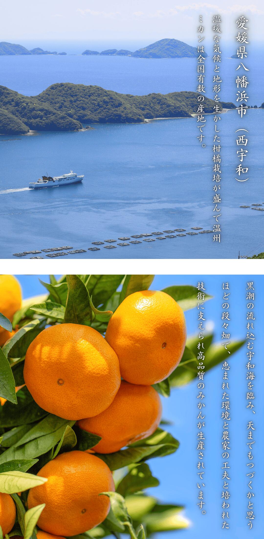 濃厚な甘みが特徴の甘平を愛媛西宇和より産地直送【お試し6kg】