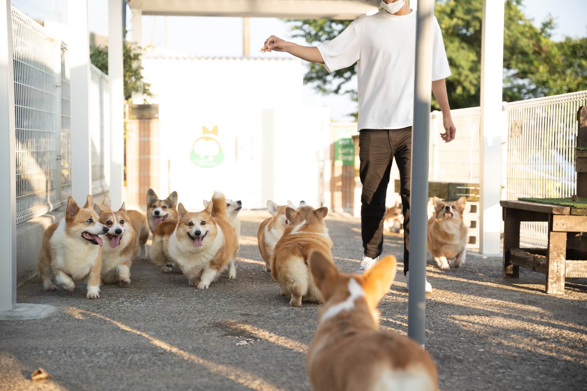 コーギーが心を癒してくれる、天国のようなカフェ『Cafe＆Restaurant