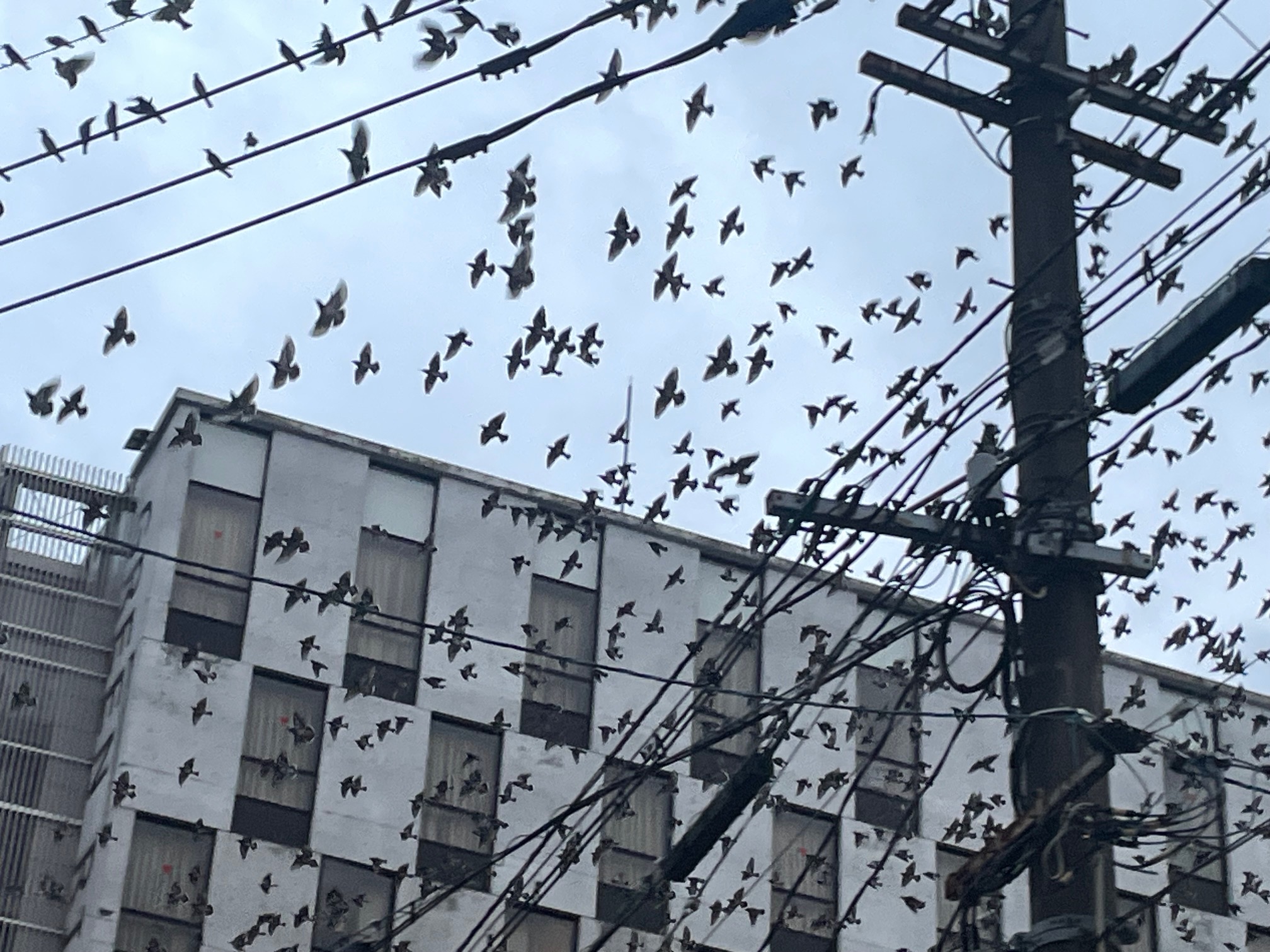 久留米に飛来する鳥の大群は「ムクドリ」。夏～秋にかけて福岡県各地で