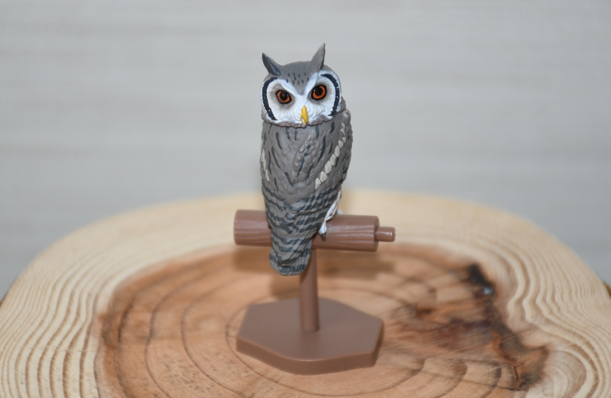 福をよぶフクロウ大全3」ふくろうガチャのアフリカオオコノハズク