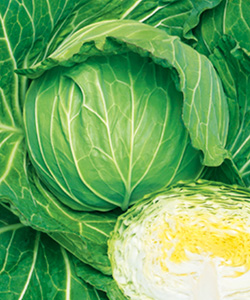 即納 キャベツ 9cmﾎﾟｯﾄ苗 | (有)黒川種苗園