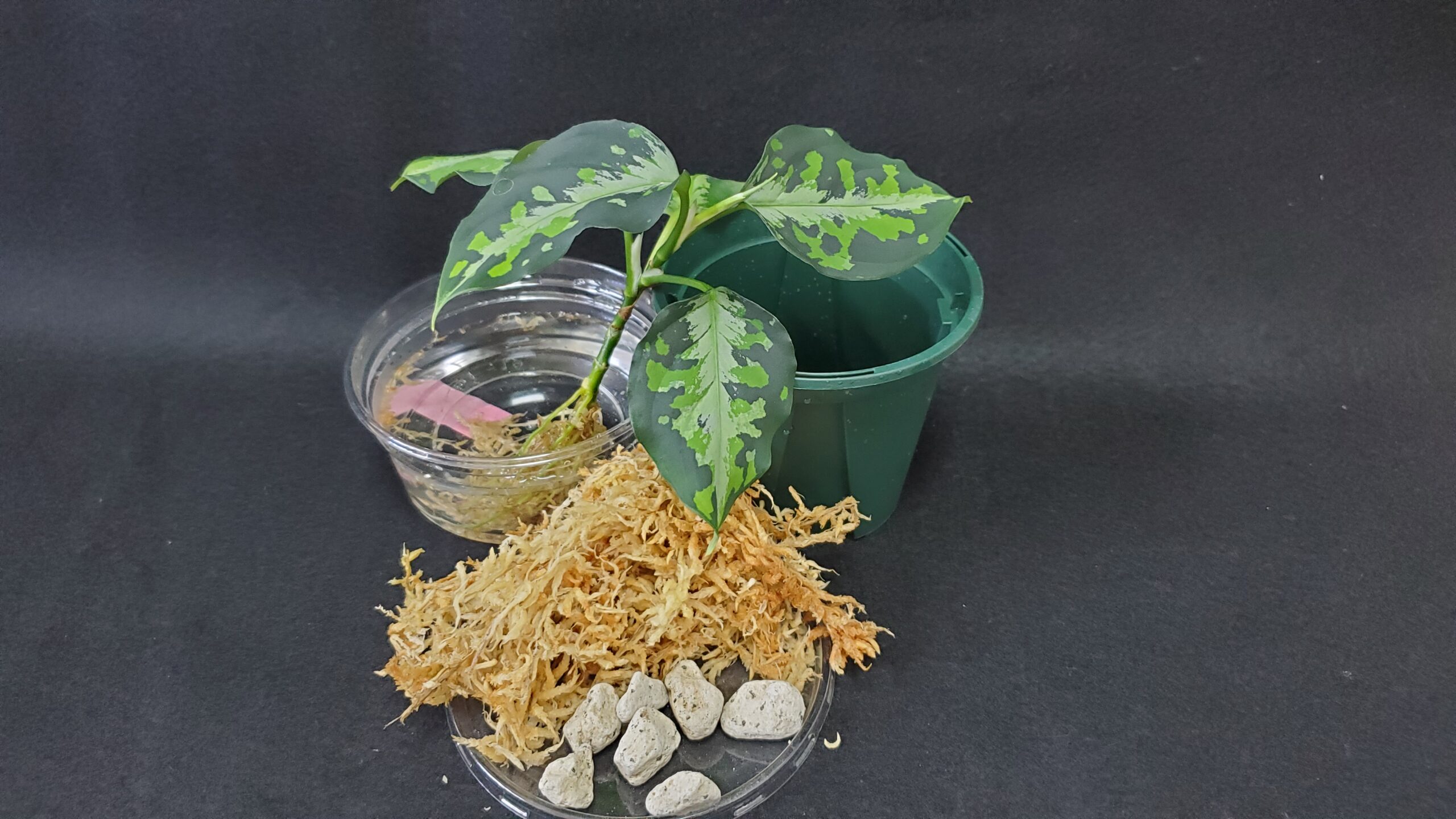 アグラオネマピクタムを植え付け方【水苔ver. 】